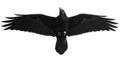 RavenPictures.org